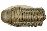 Detailed Crotalocephalina Trilobite - Atchana, Morocco #249774-2